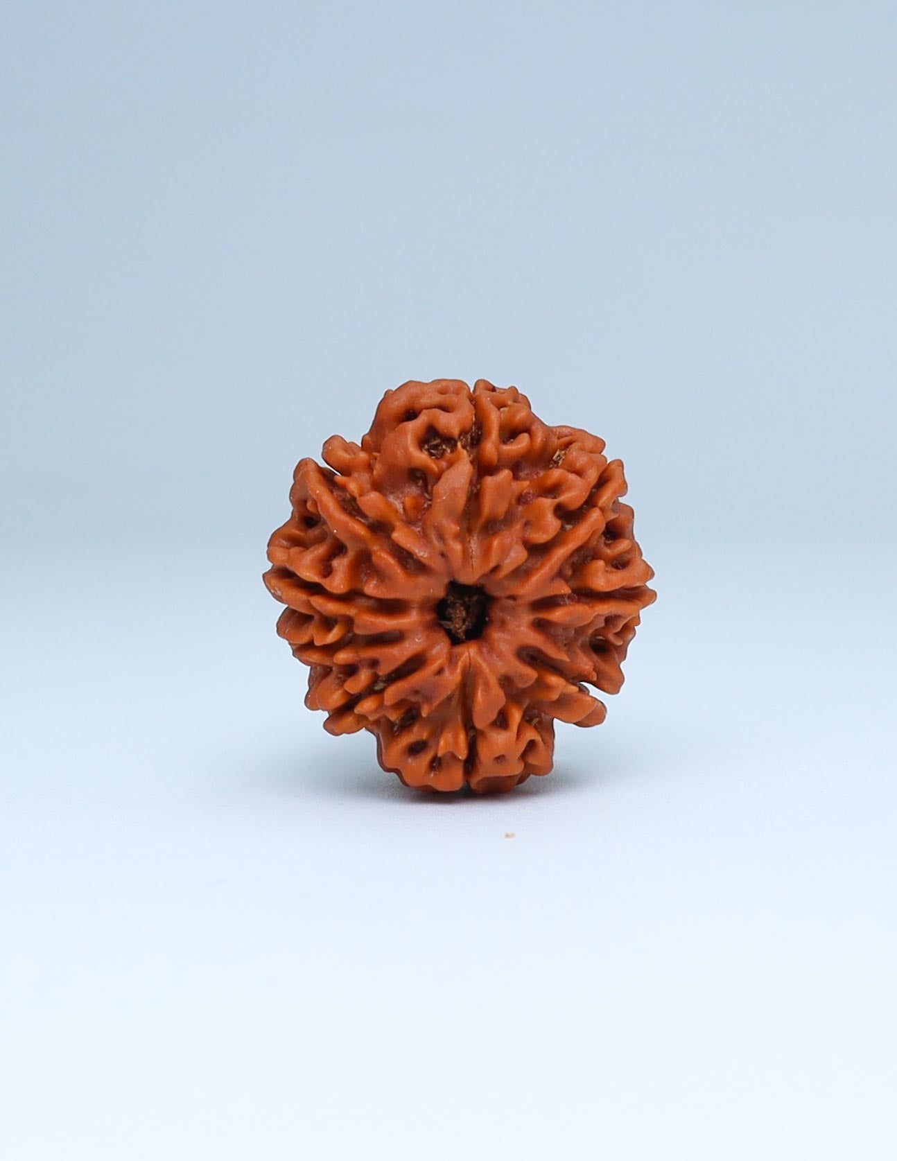 9 Mukhi Nepali Rudraksha