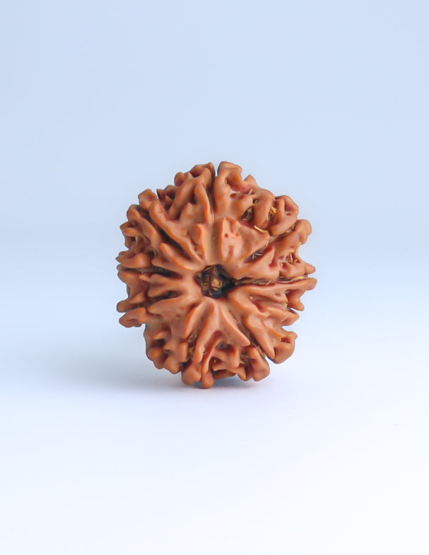 9 Mukhi Nepali Rudraksha