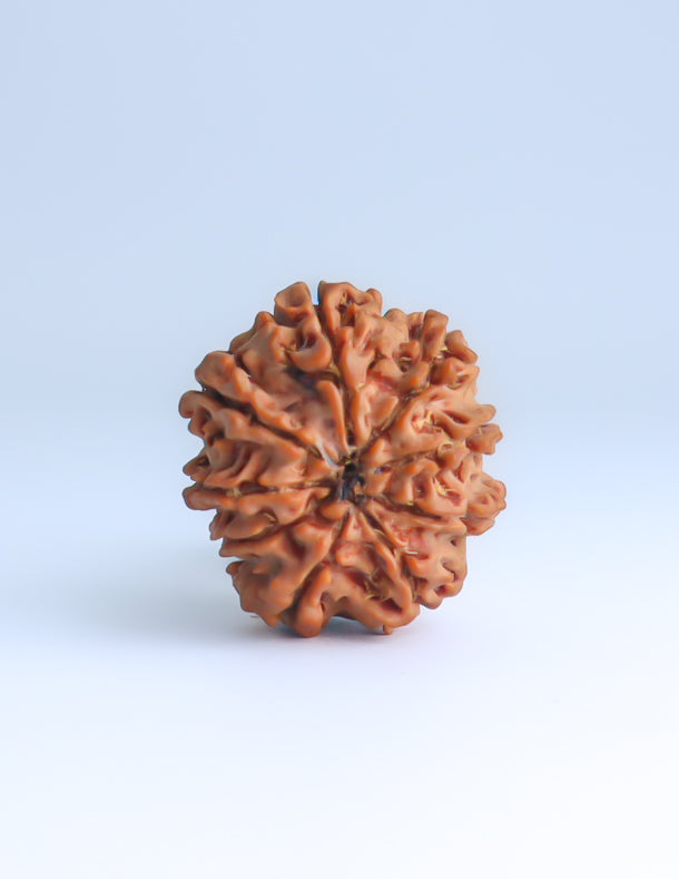 9 Mukhi Nepali Rudraksha