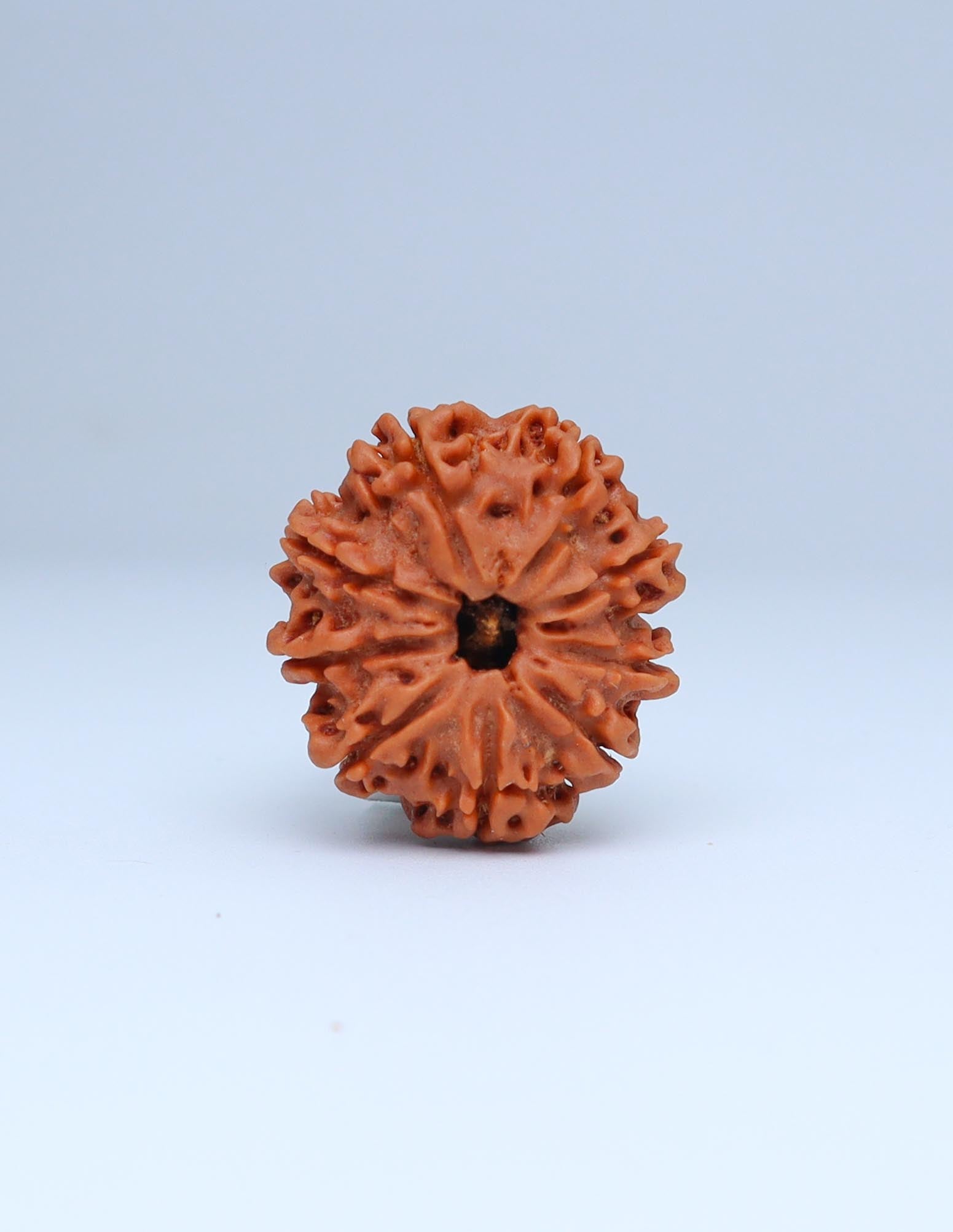 9 Mukhi Nepali Rudraksha