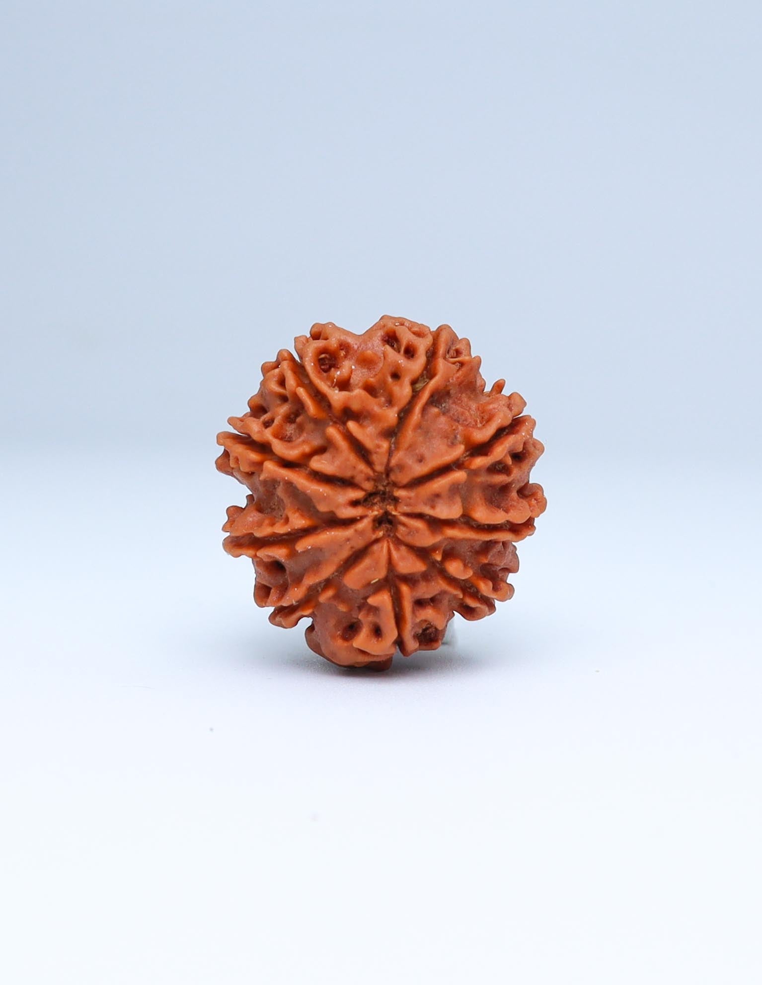 9 Mukhi Nepali Rudraksha