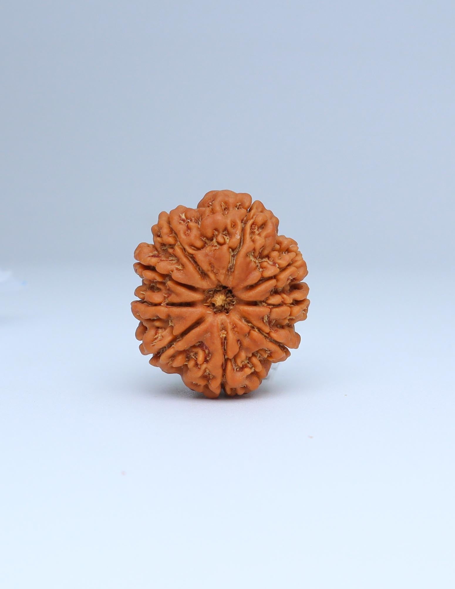 9 Mukhi Nepali Rudraksha