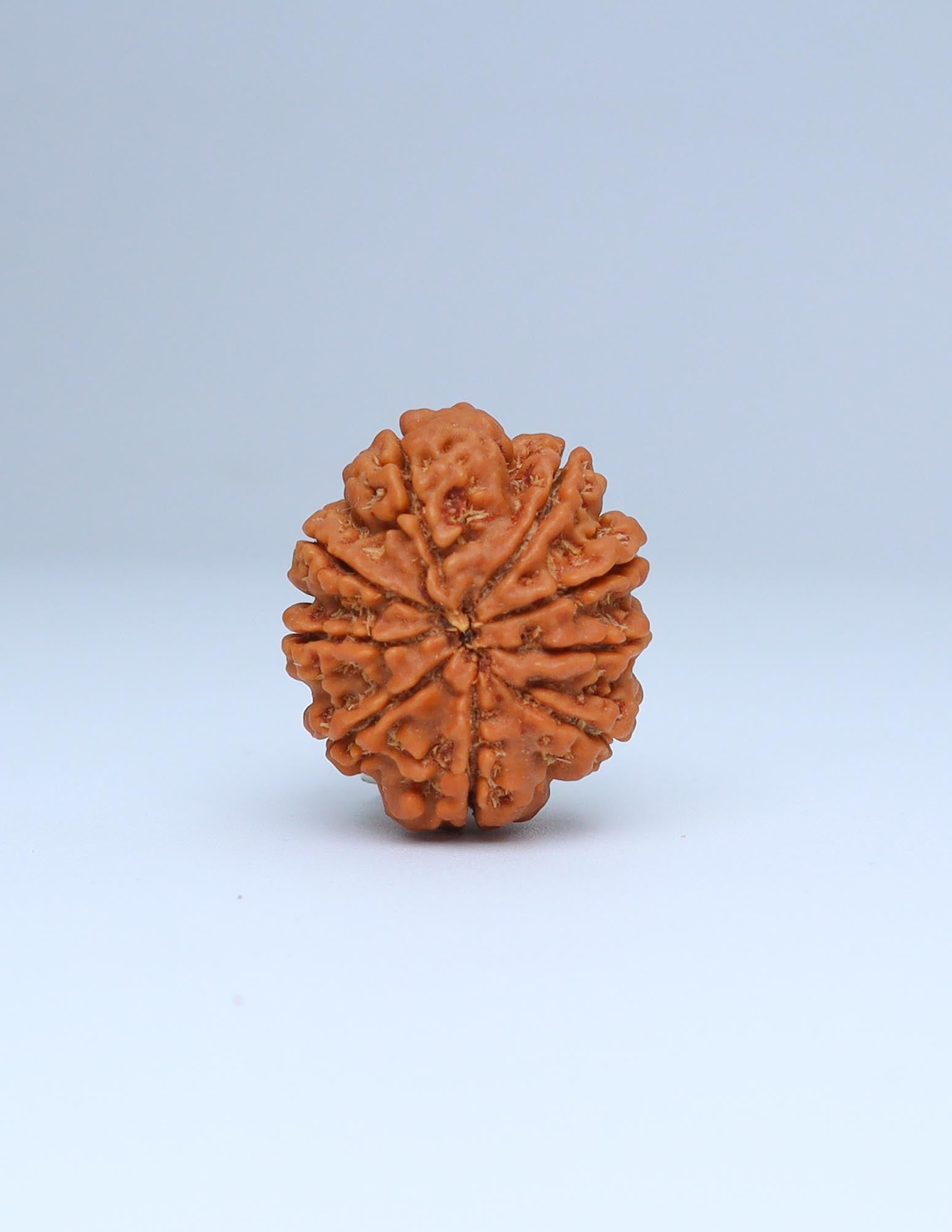 9 Mukhi Nepali Rudraksha