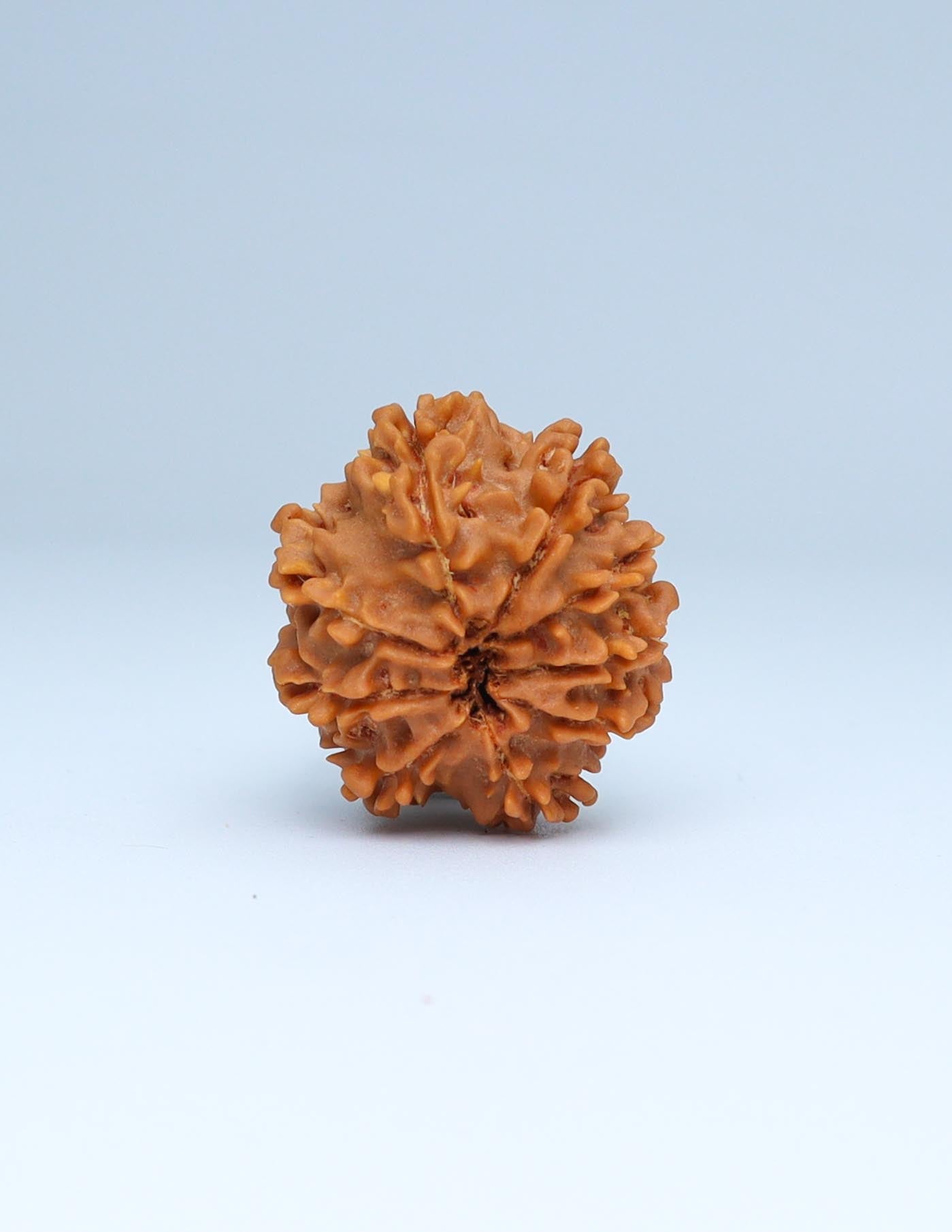 9 Mukhi Nepali Rudraksha