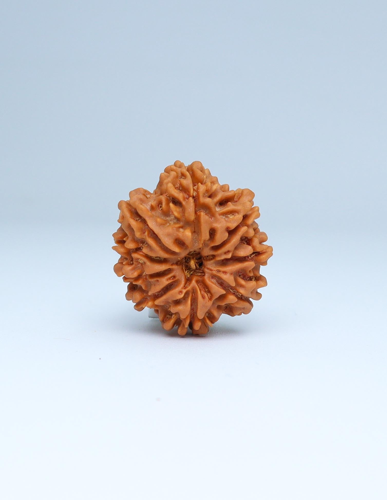 9 Mukhi Nepali Rudraksha