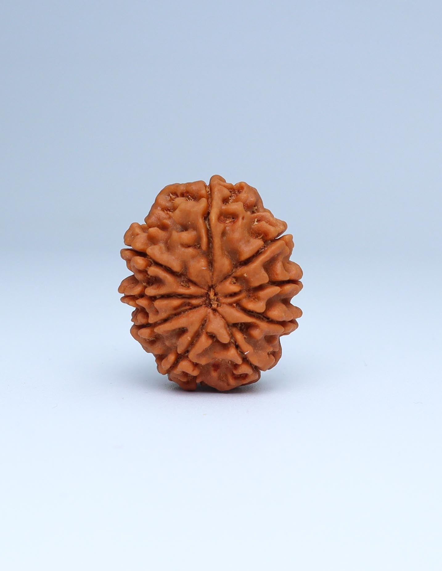 9 Mukhi Nepali Rudraksha