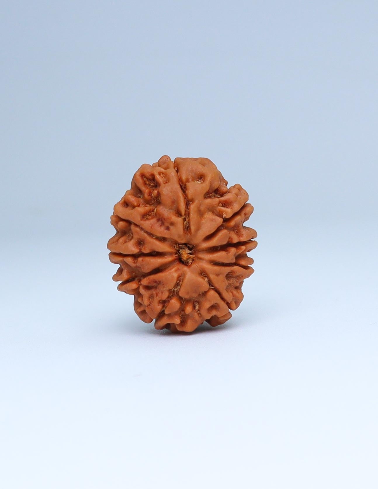 9 Mukhi Nepali Rudraksha