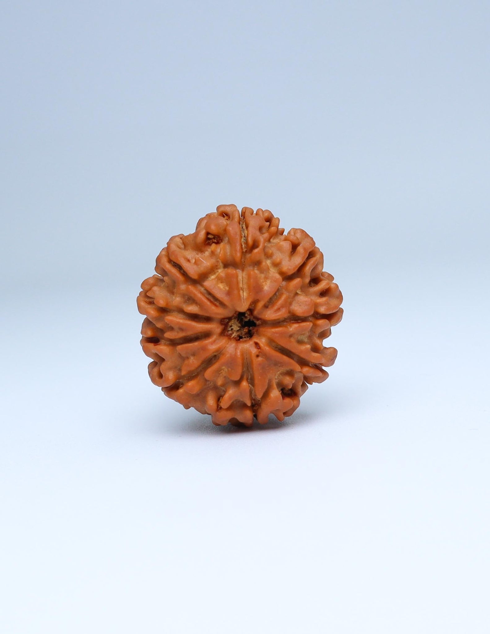 9 Mukhi Nepali Rudraksha