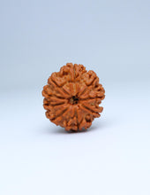 9 Mukhi Nepali Rudraksha
