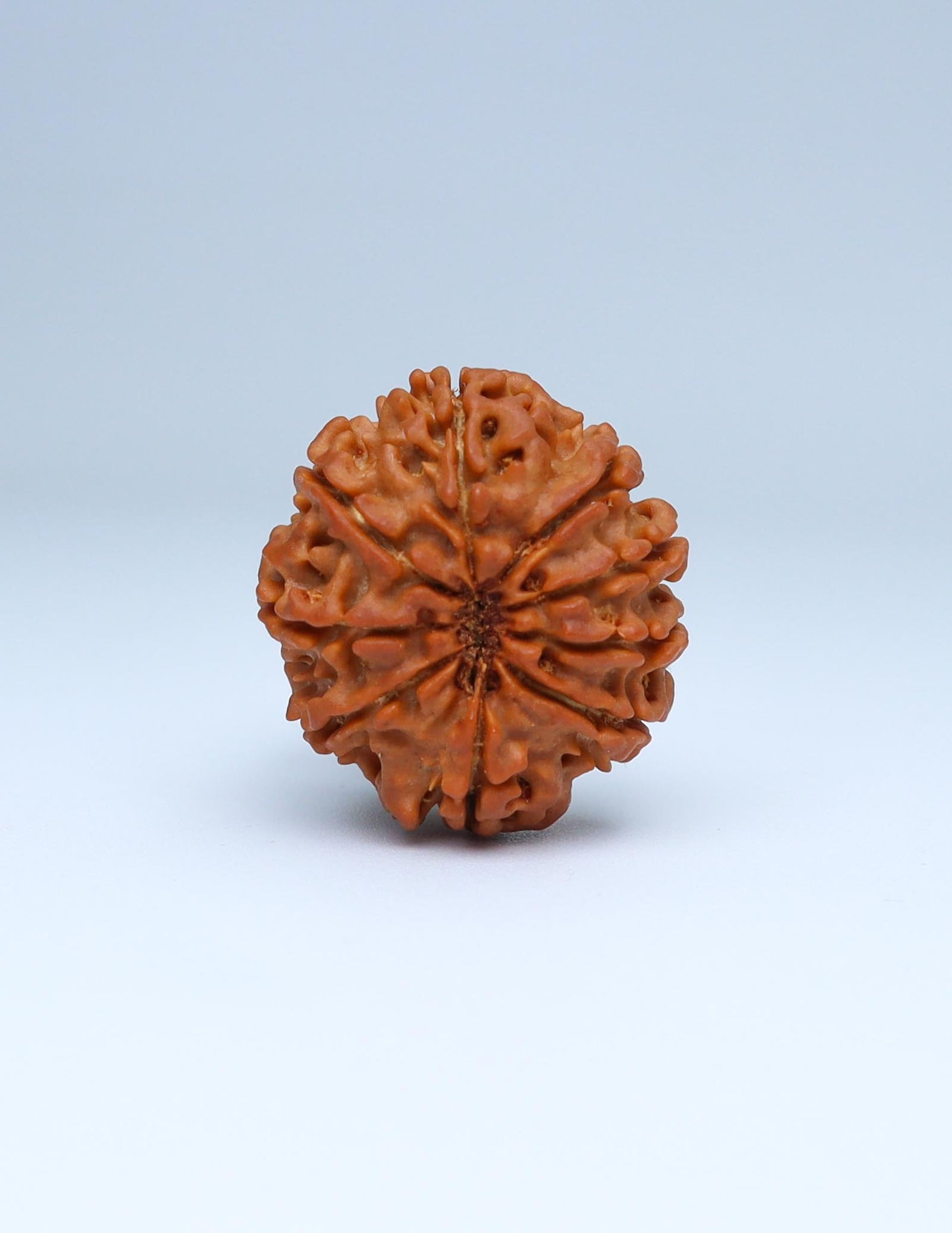 9 Mukhi Nepali Rudraksha