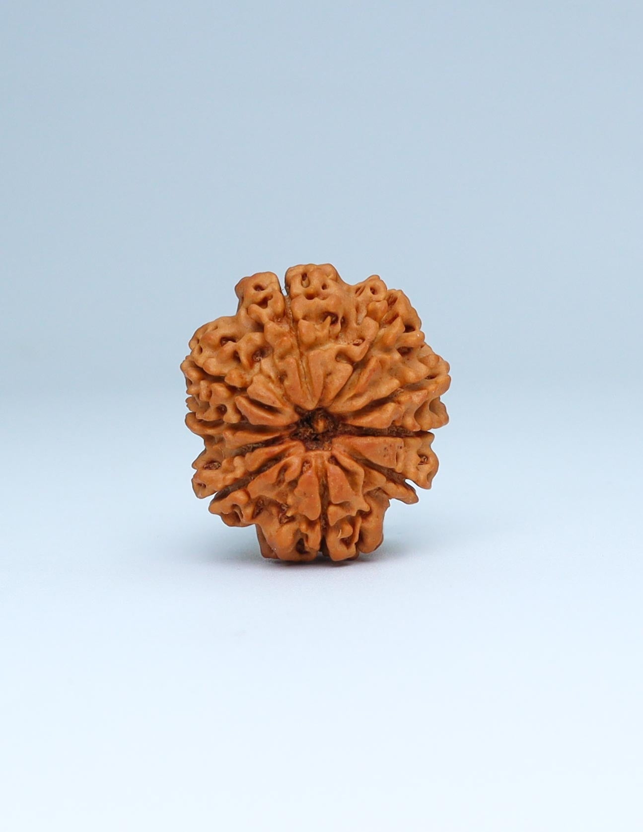 9 Mukhi Nepali Rudraksha