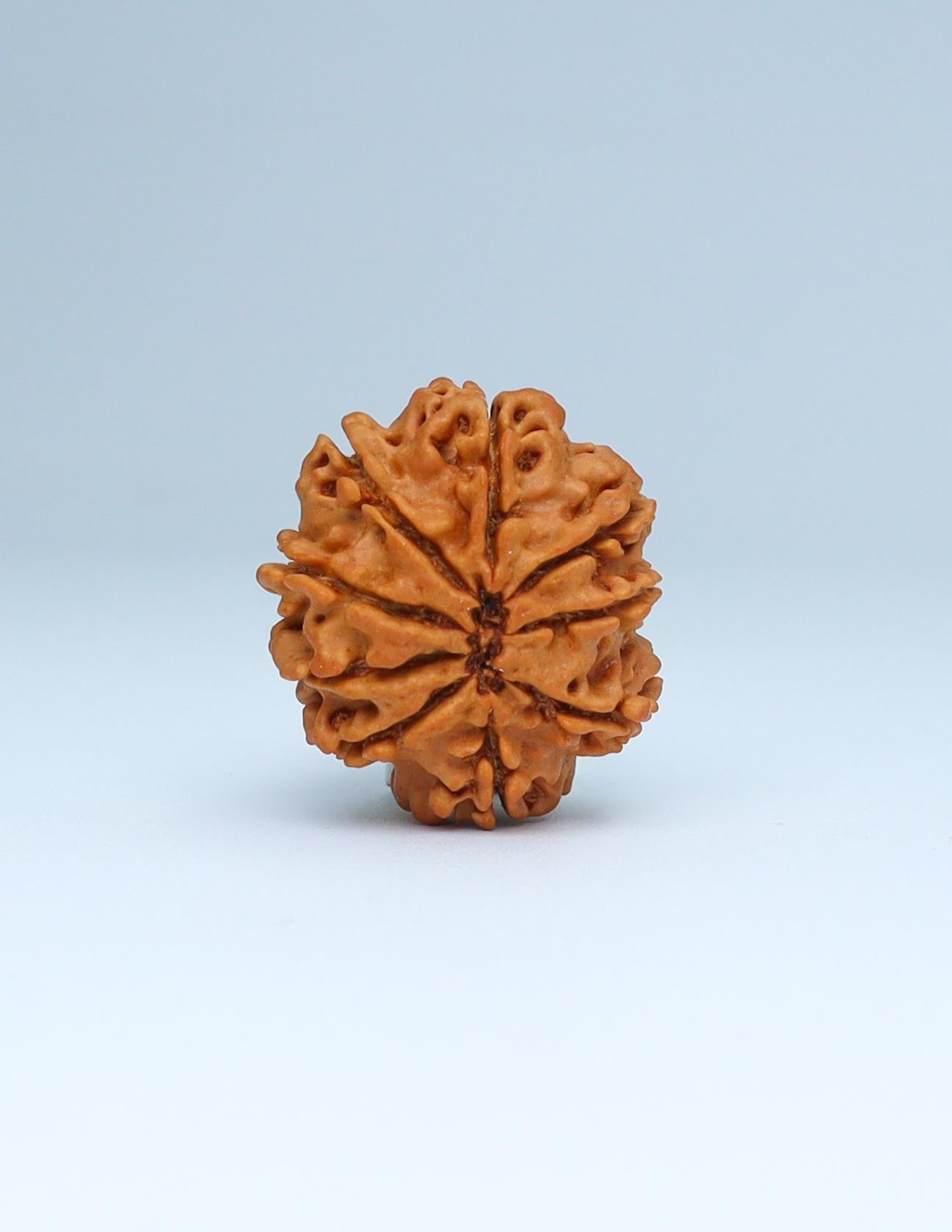 9 Mukhi Nepali Rudraksha