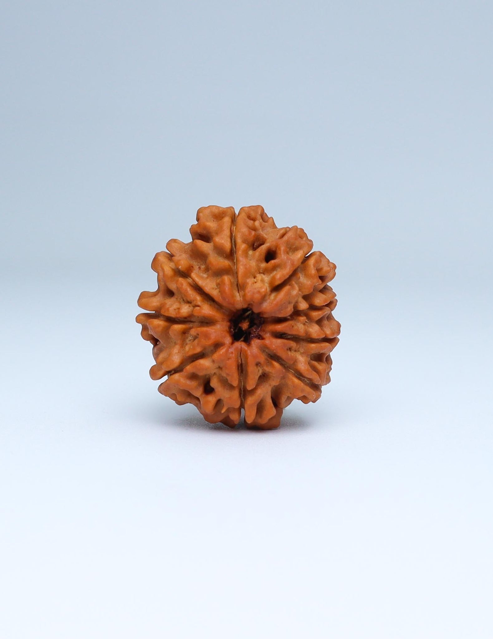 9 Mukhi Nepali Rudraksha