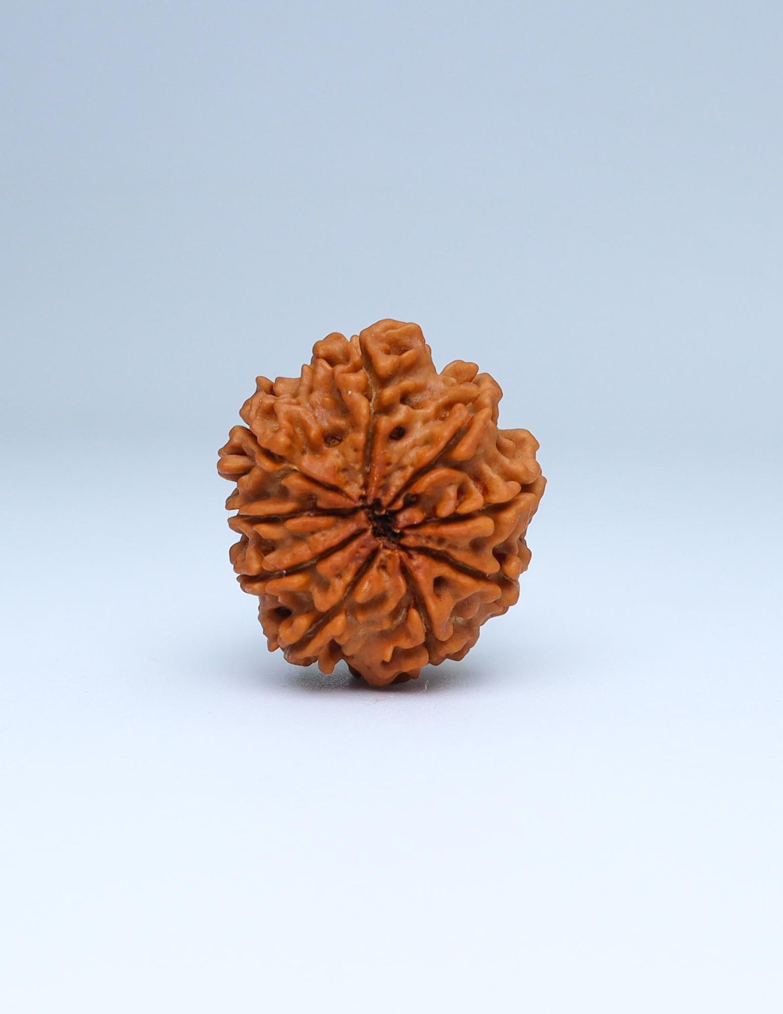 9 Mukhi Nepali Rudraksha