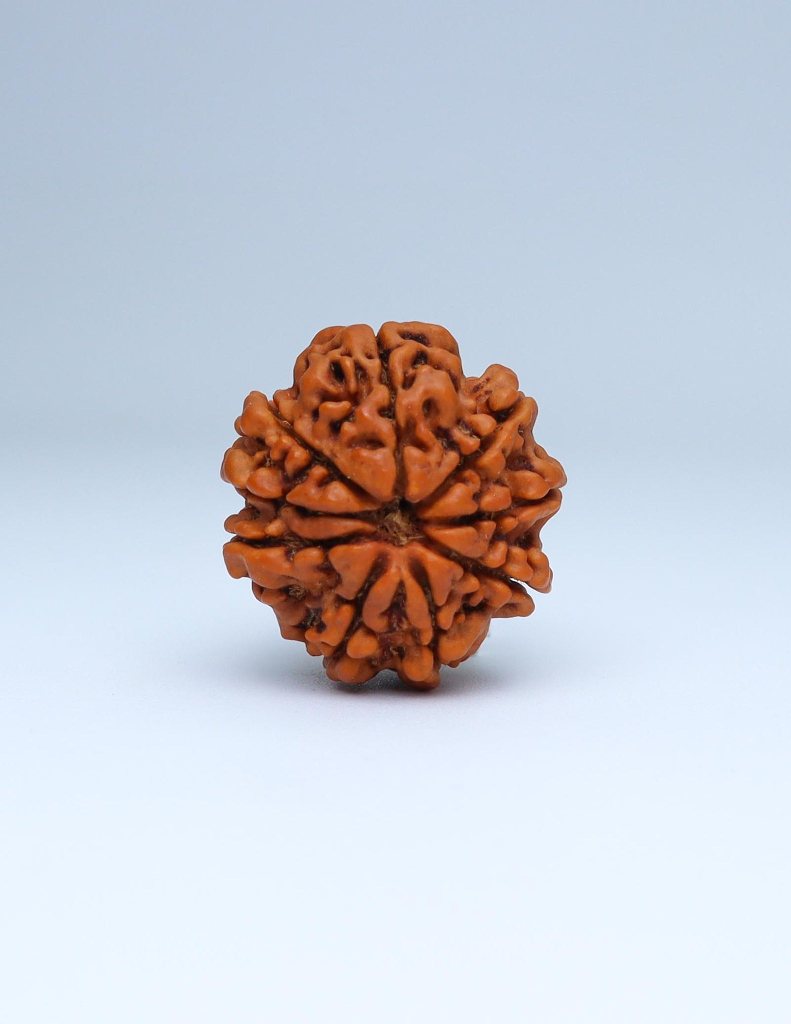 9 Mukhi Nepali Rudraksha