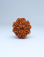 9 Mukhi Nepali Rudraksha