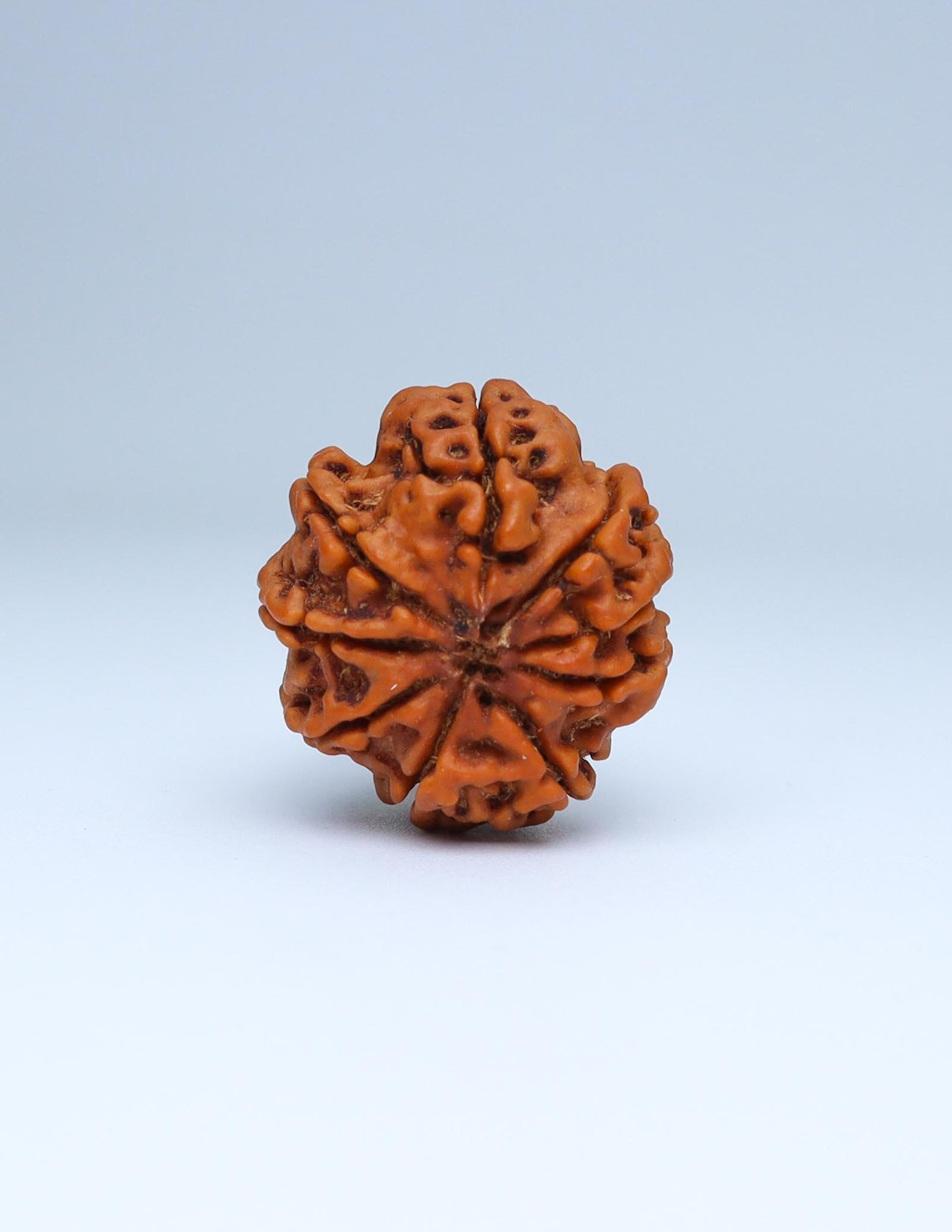 9 Mukhi Nepali Rudraksha