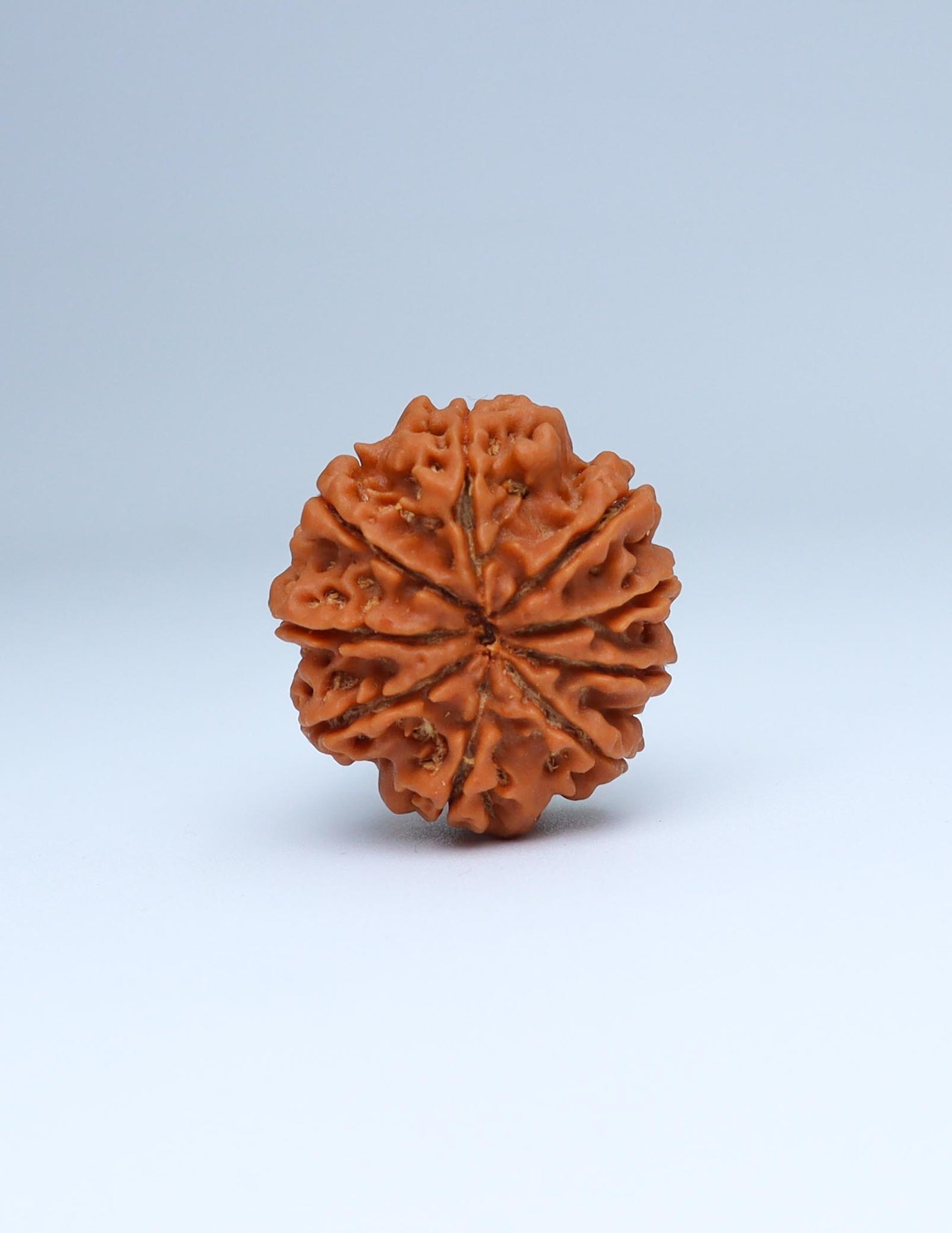 9 Mukhi Nepali Rudraksha