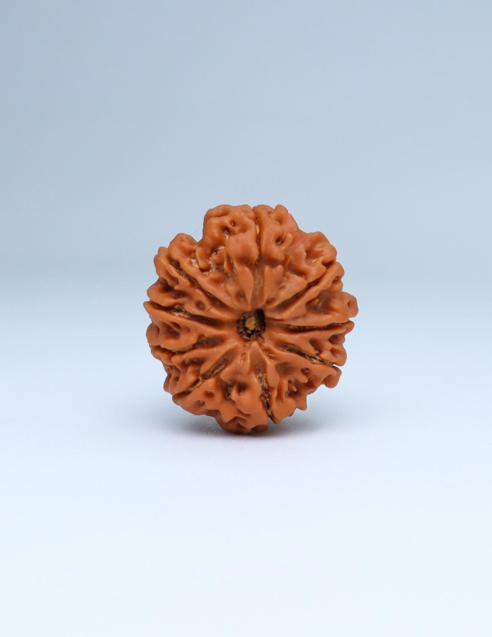 9 Mukhi Nepali Rudraksha