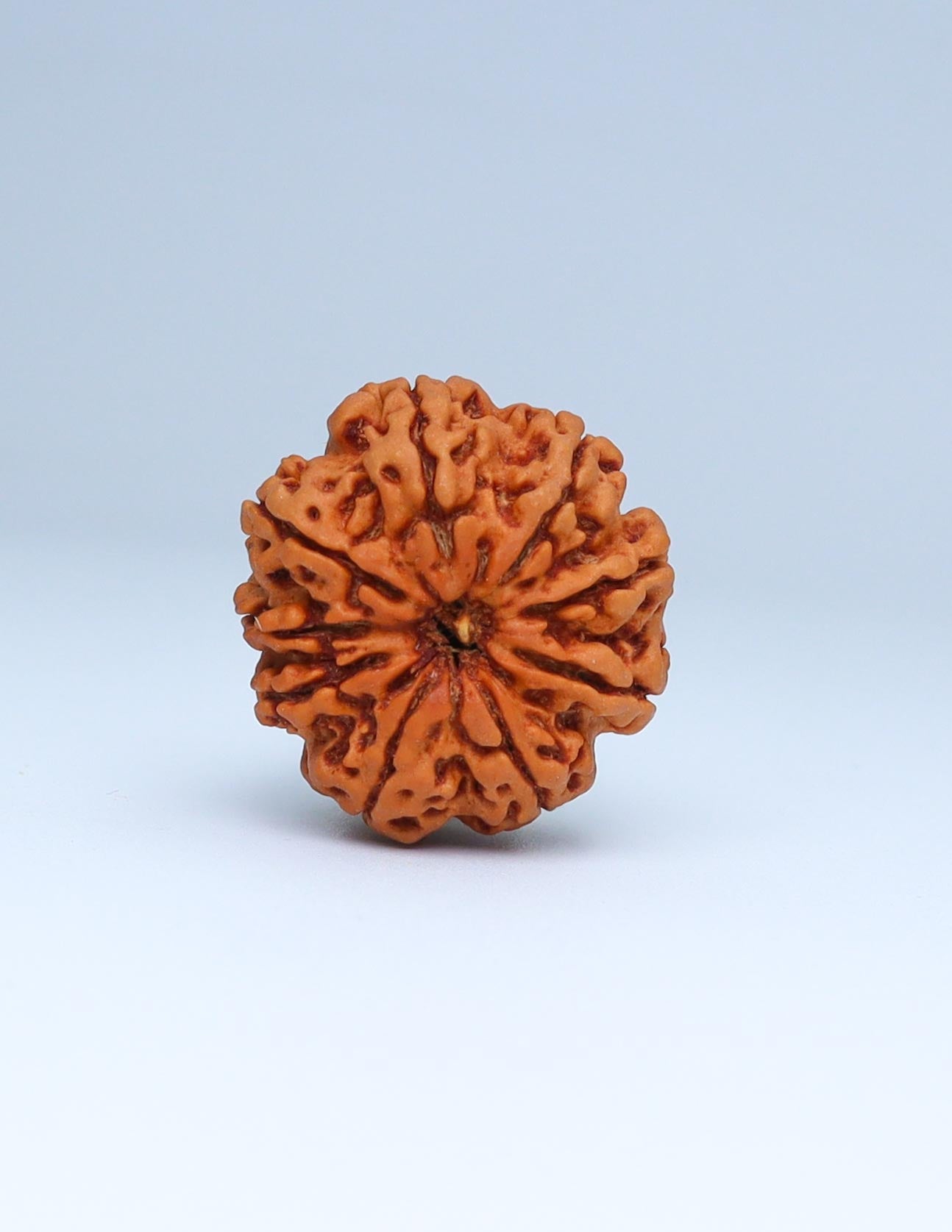 9 Mukhi Nepali Rudraksha