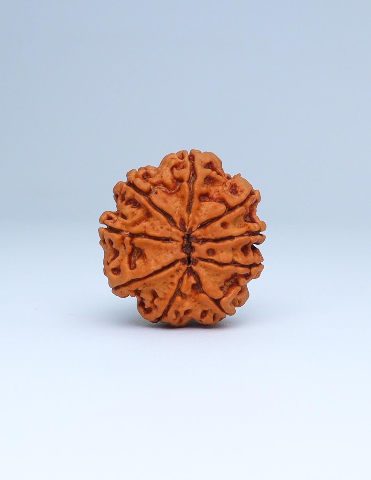 9 Mukhi Nepali Rudraksha