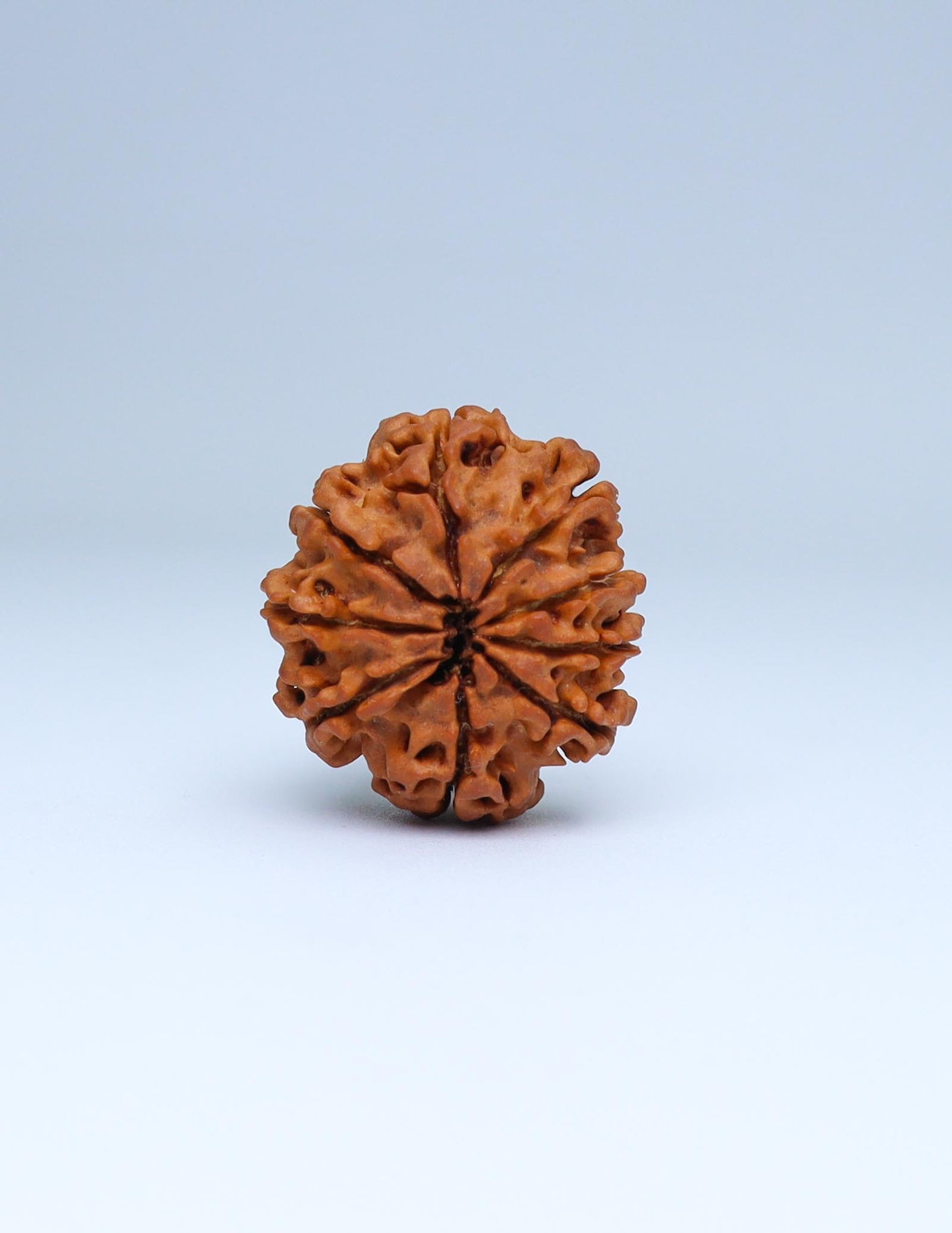 9 Mukhi Nepali Rudraksha