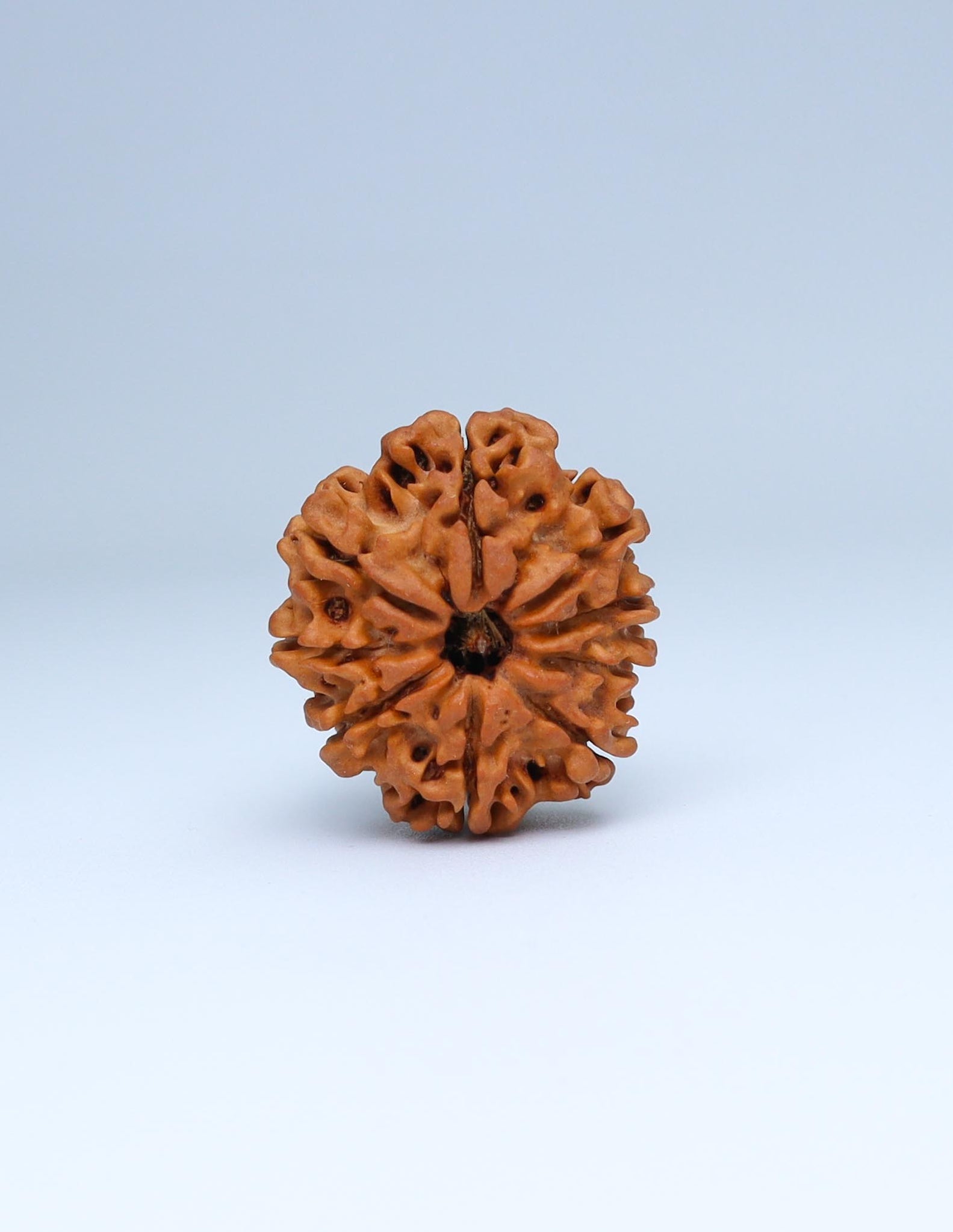 9 Mukhi Nepali Rudraksha