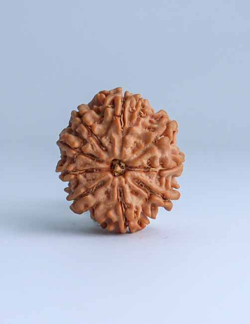 9 Mukhi Nepali Rudraksha