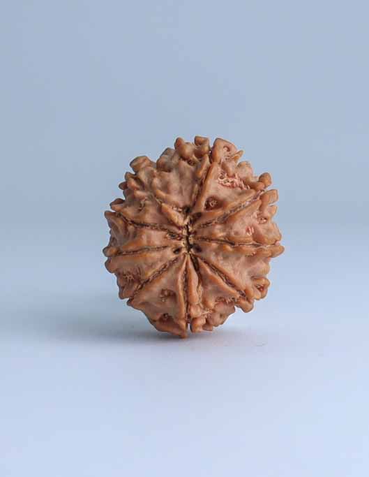 9 Mukhi Nepali Rudraksha