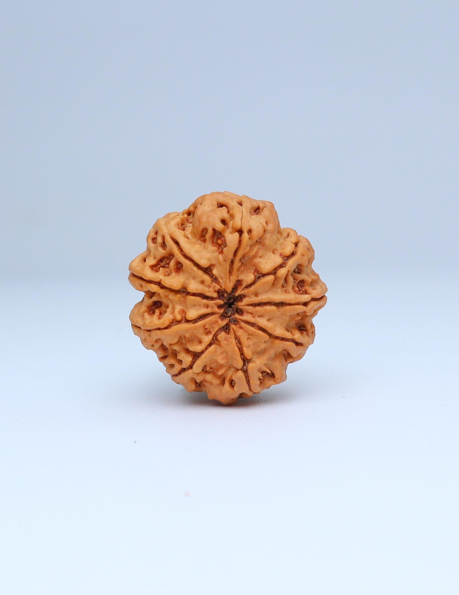 9 Mukhi Nepali Rudraksha