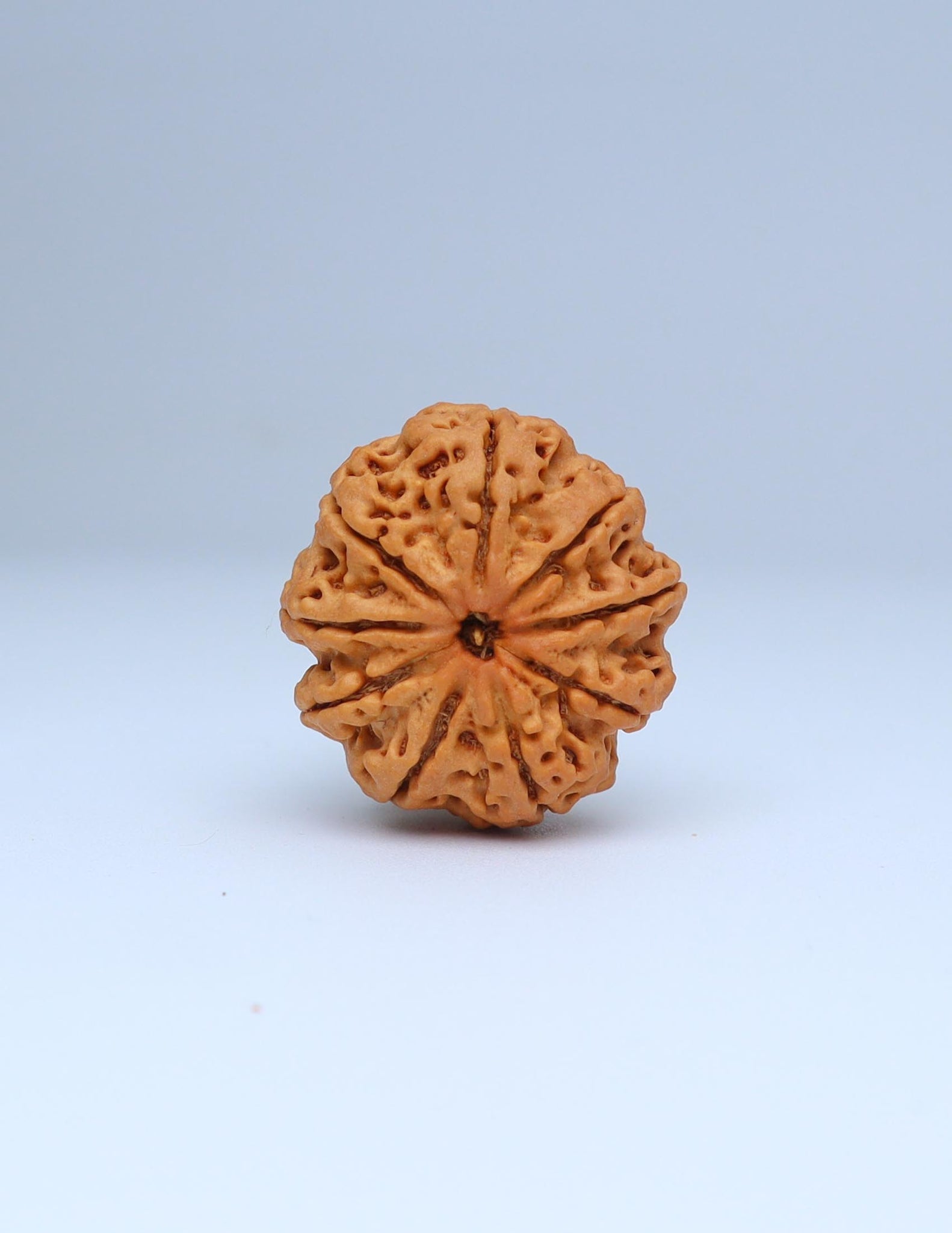 9 Mukhi Nepali Rudraksha