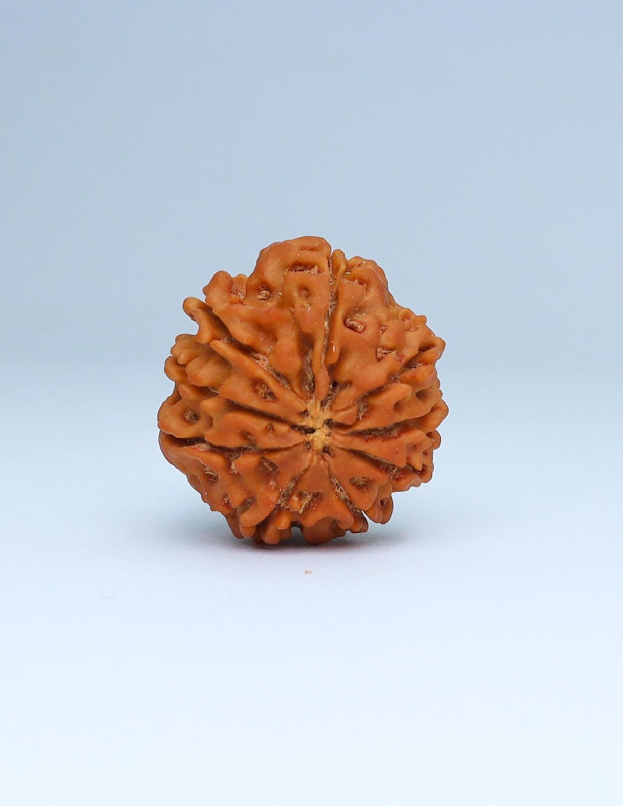 9 Mukhi Nepali Rudraksha