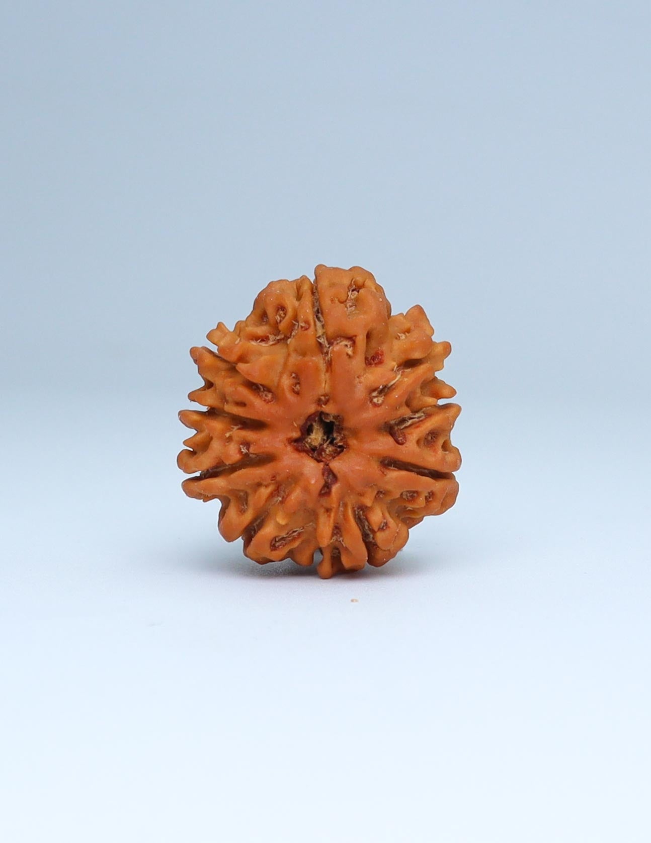 9 Mukhi Nepali Rudraksha