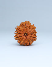 9 Mukhi Nepali Rudraksha
