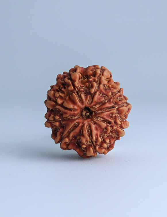 9 Mukhi Nepali Rudraksha