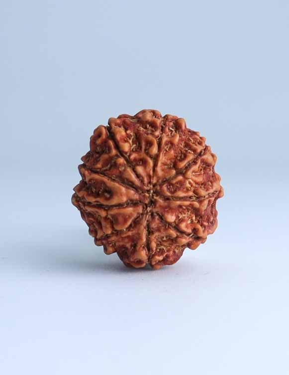 9 Mukhi Nepali Rudraksha