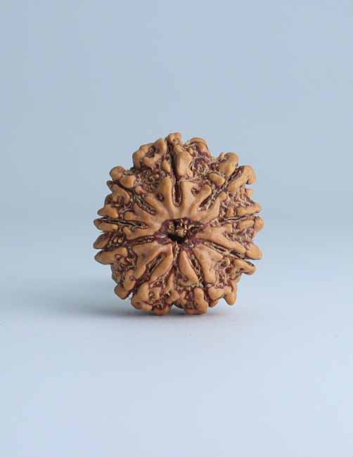 9 Mukhi Nepali Rudraksha