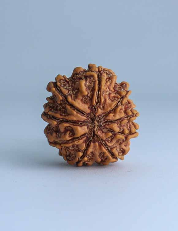 9 Mukhi Nepali Rudraksha