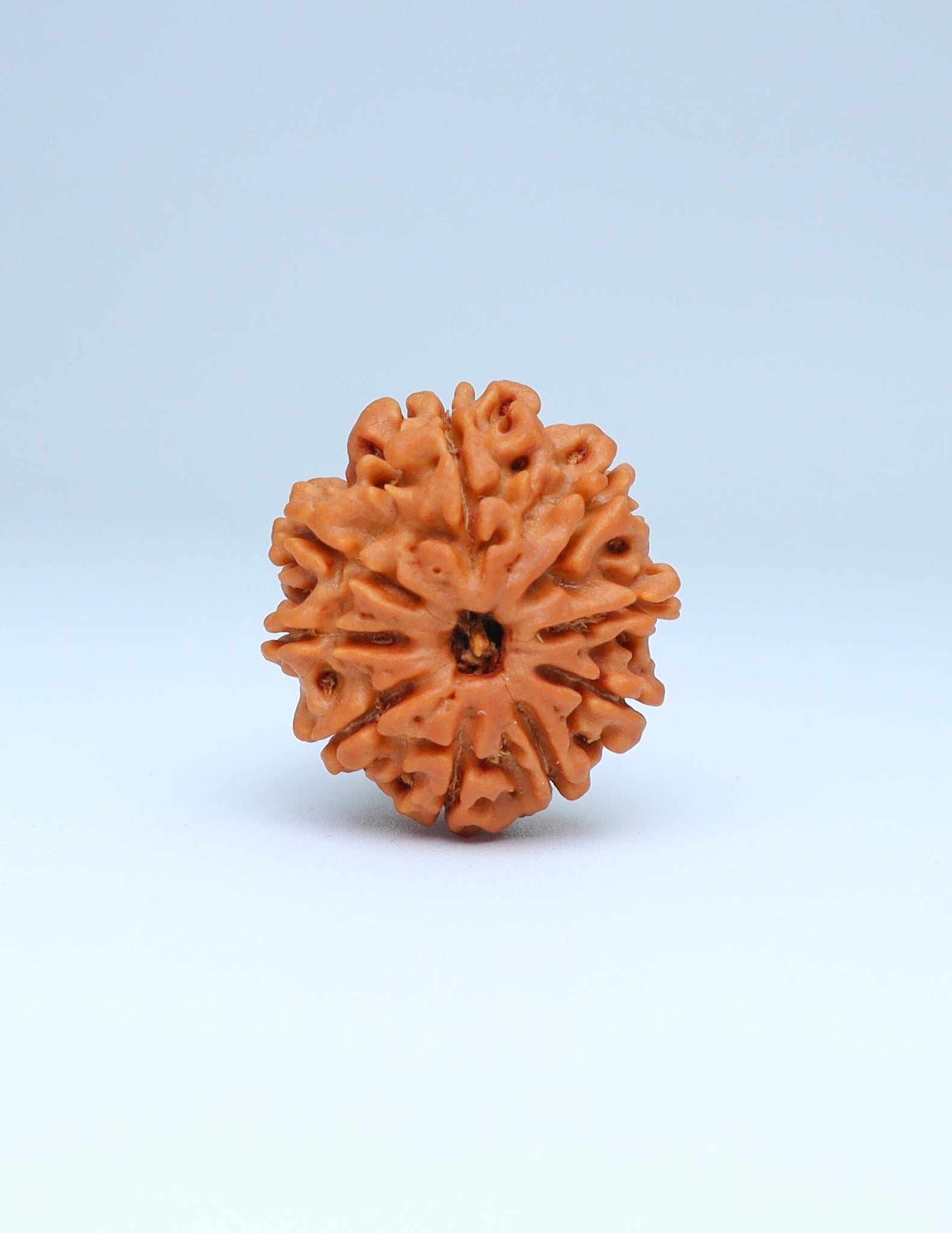 9 Mukhi Nepali Rudraksha