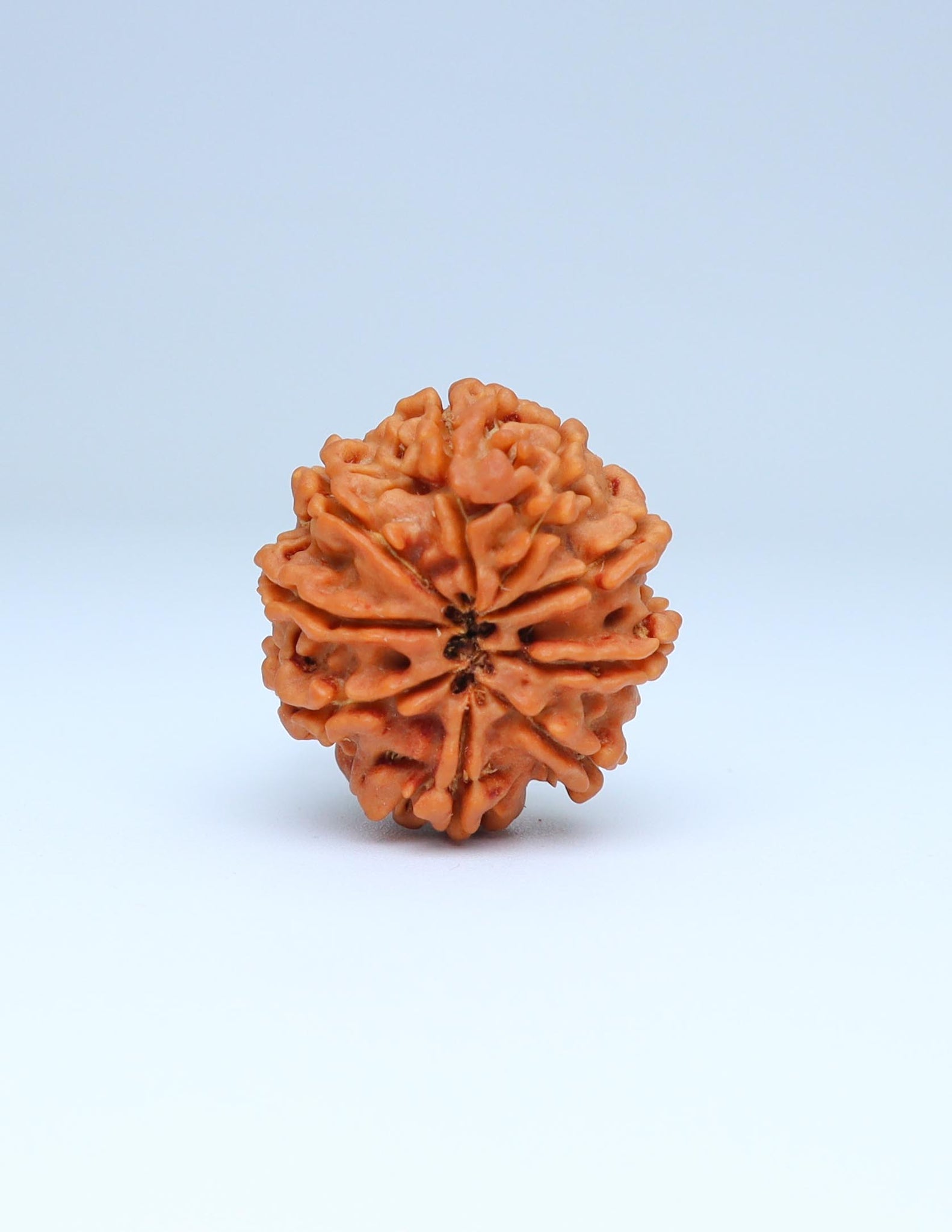 9 Mukhi Nepali Rudraksha