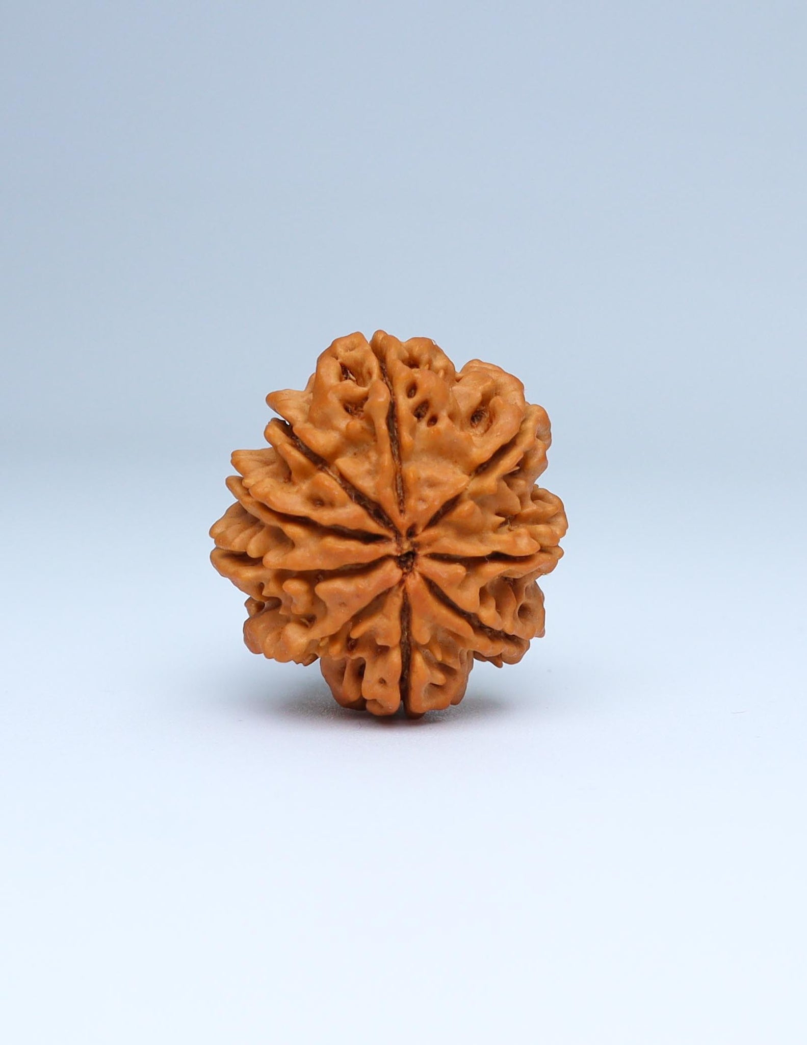 9 Mukhi Nepali Rudraksha