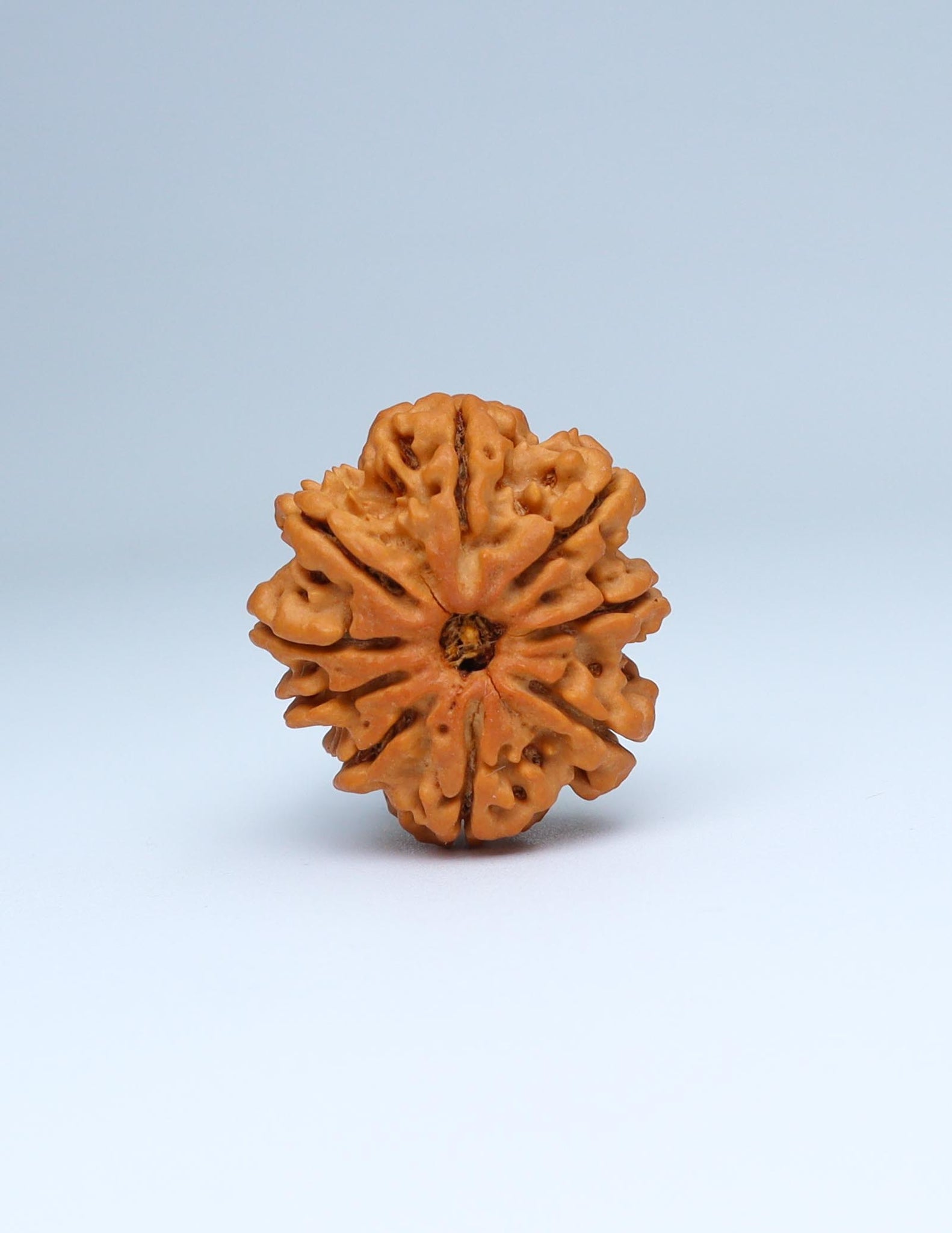 9 Mukhi Nepali Rudraksha