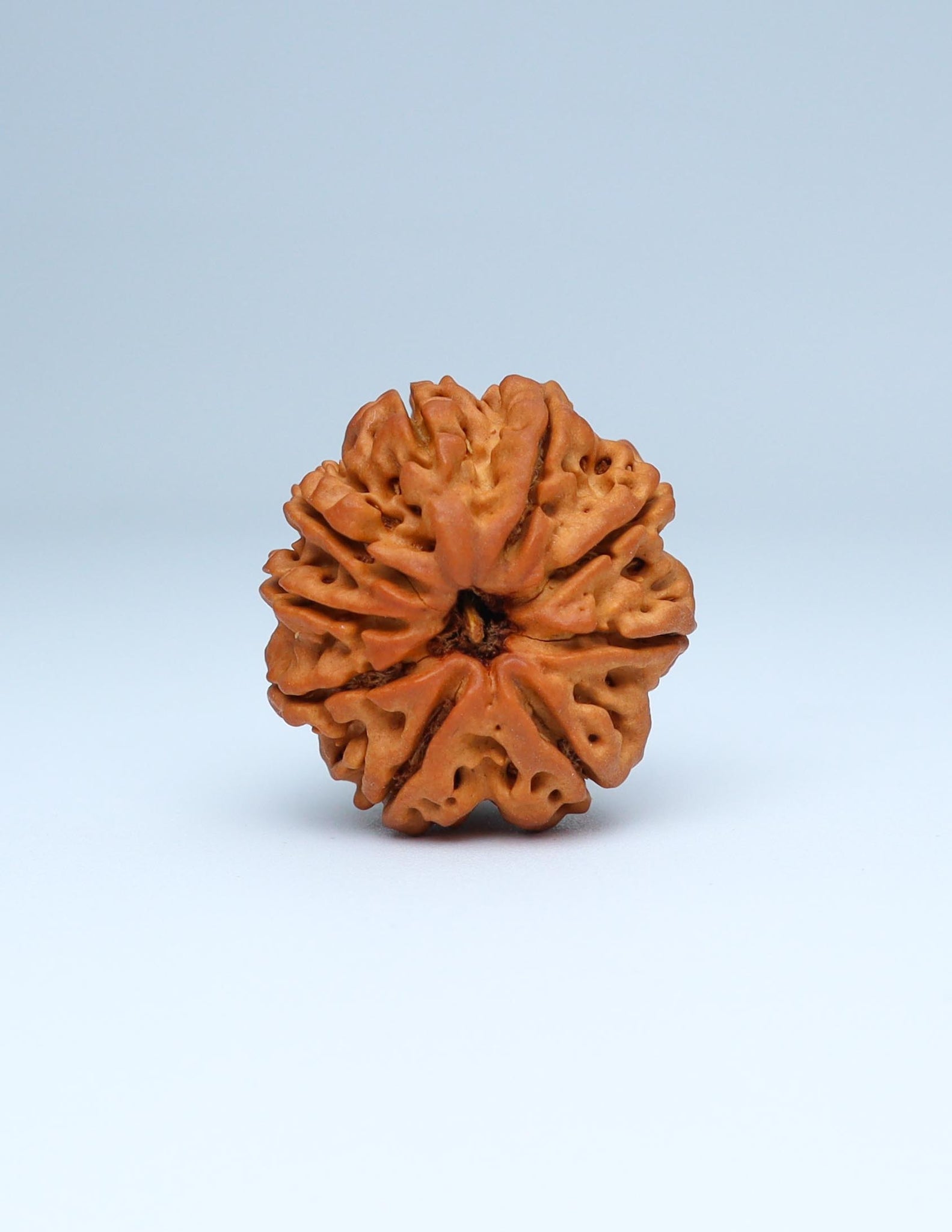 9 Mukhi Nepali Rudraksha