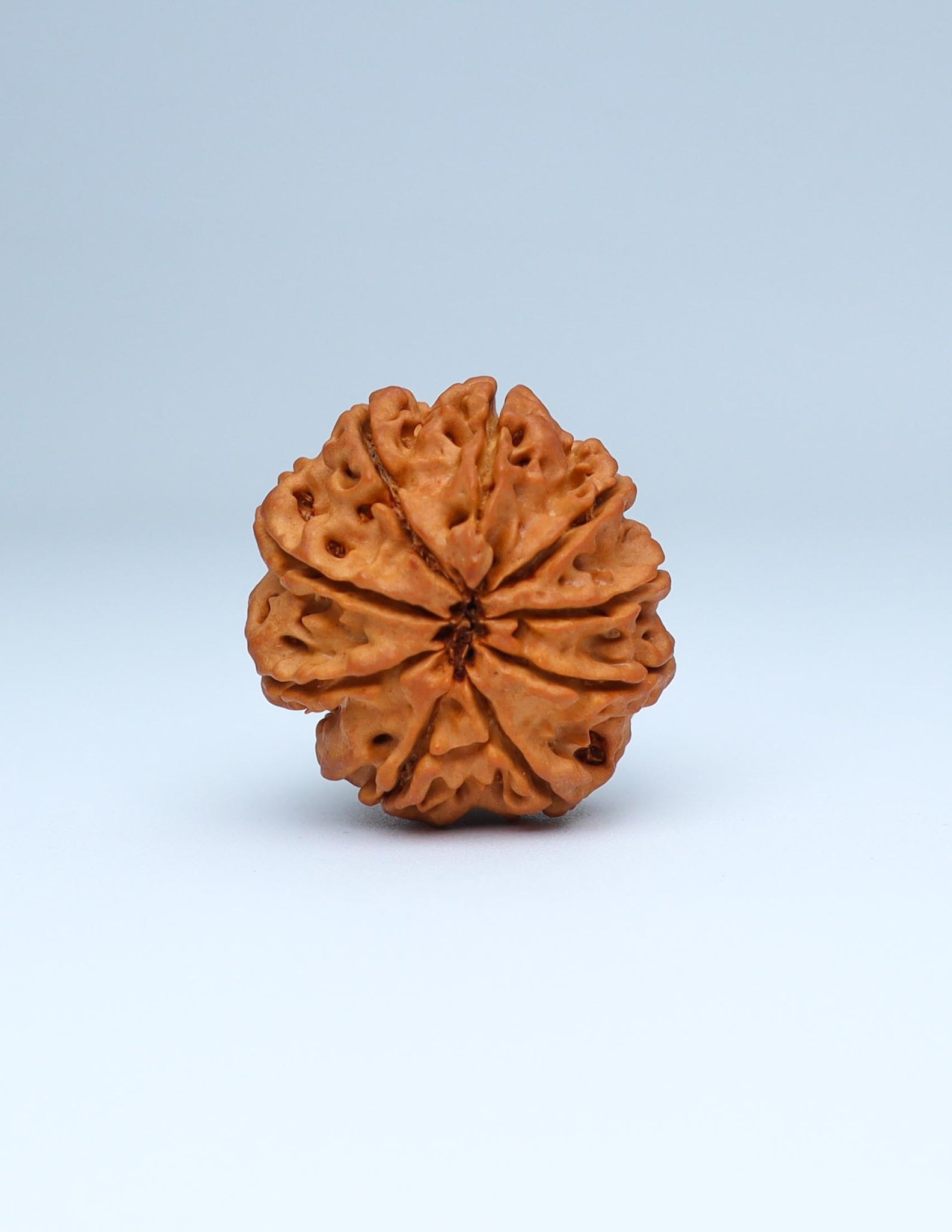 9 Mukhi Nepali Rudraksha