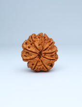 9 Mukhi Nepali Rudraksha