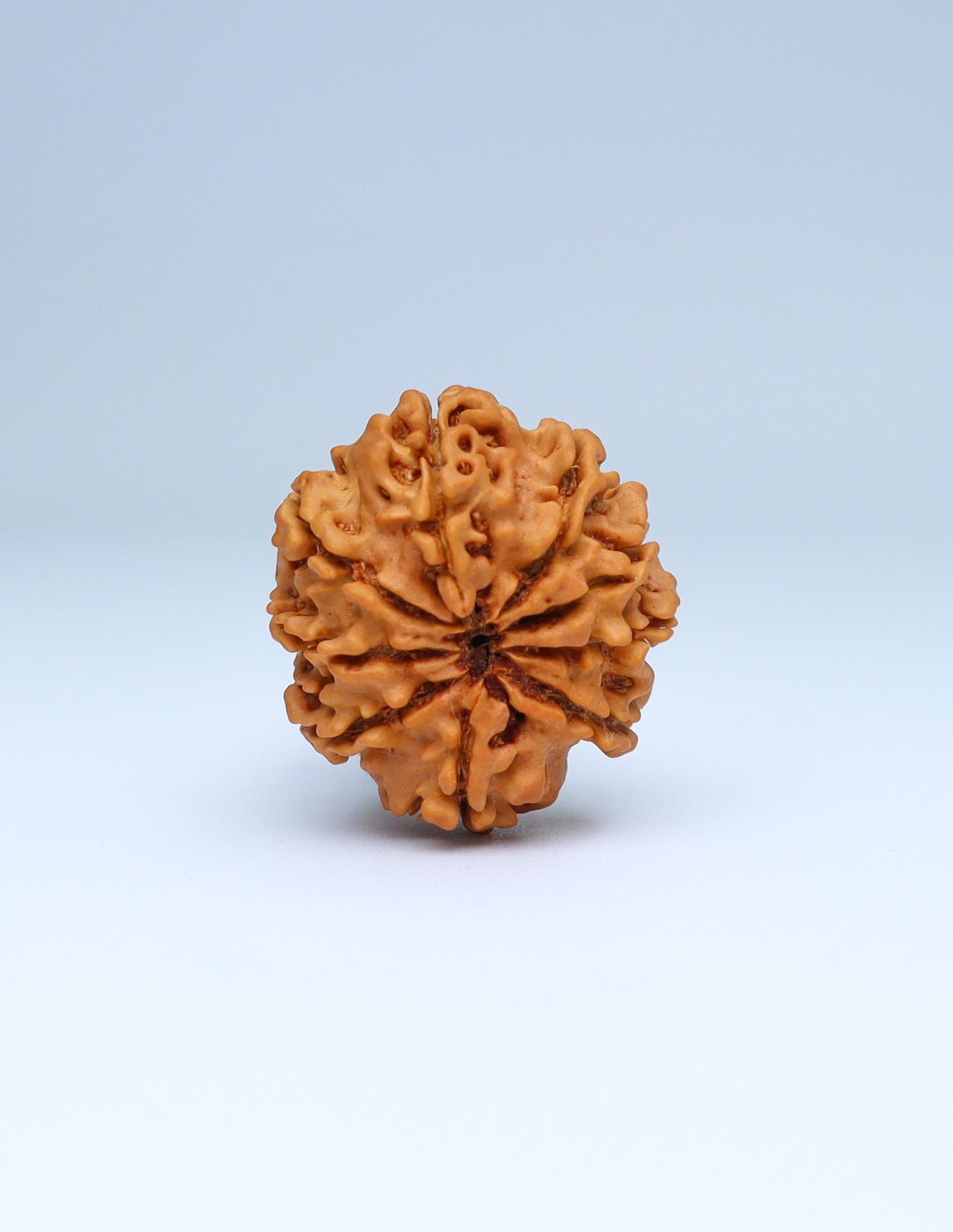 9 Mukhi Nepali Rudraksha