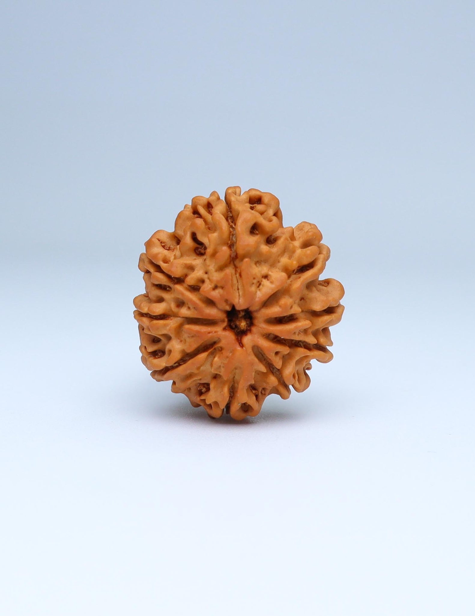 9 Mukhi Nepali Rudraksha