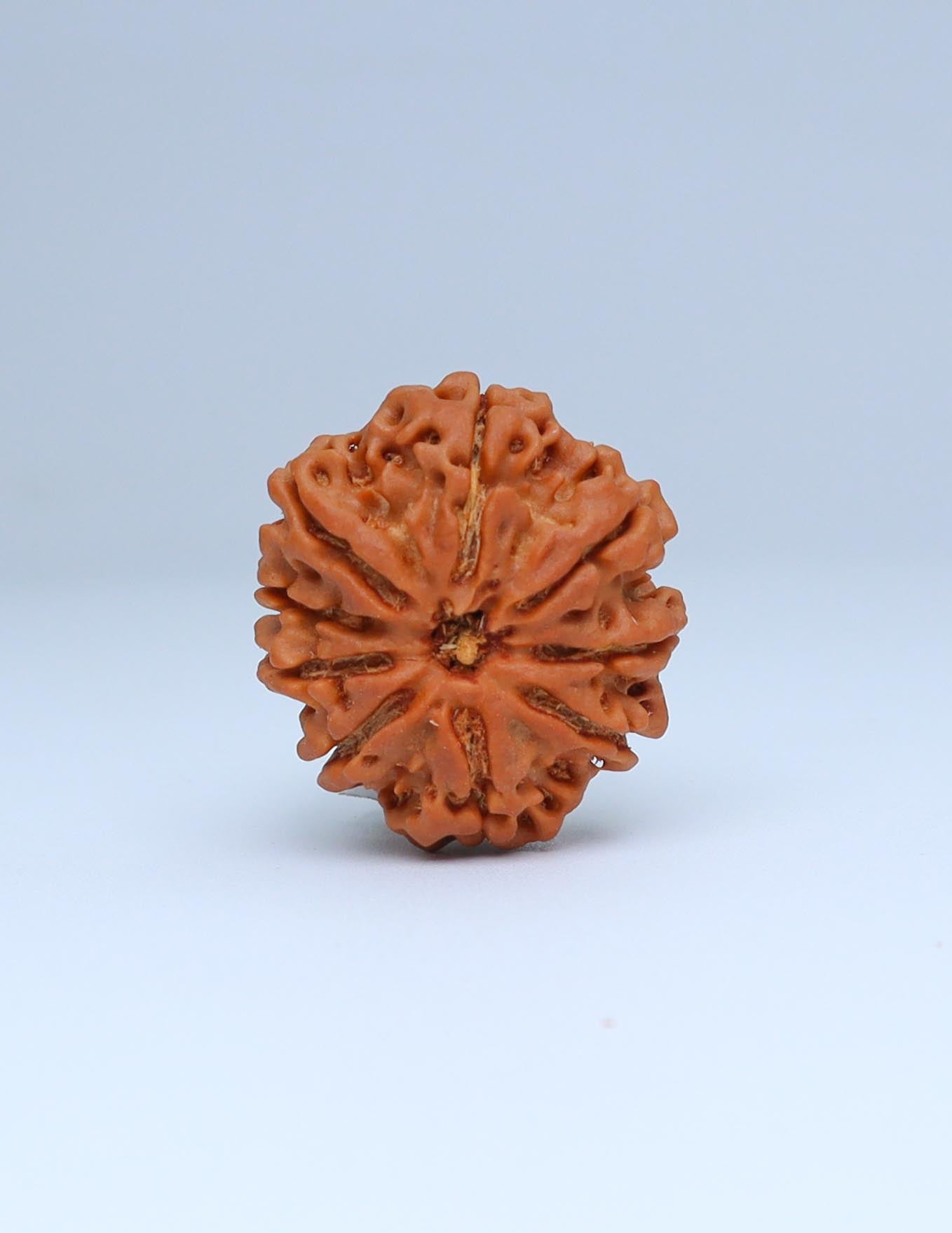 9 Mukhi Nepali Rudraksha