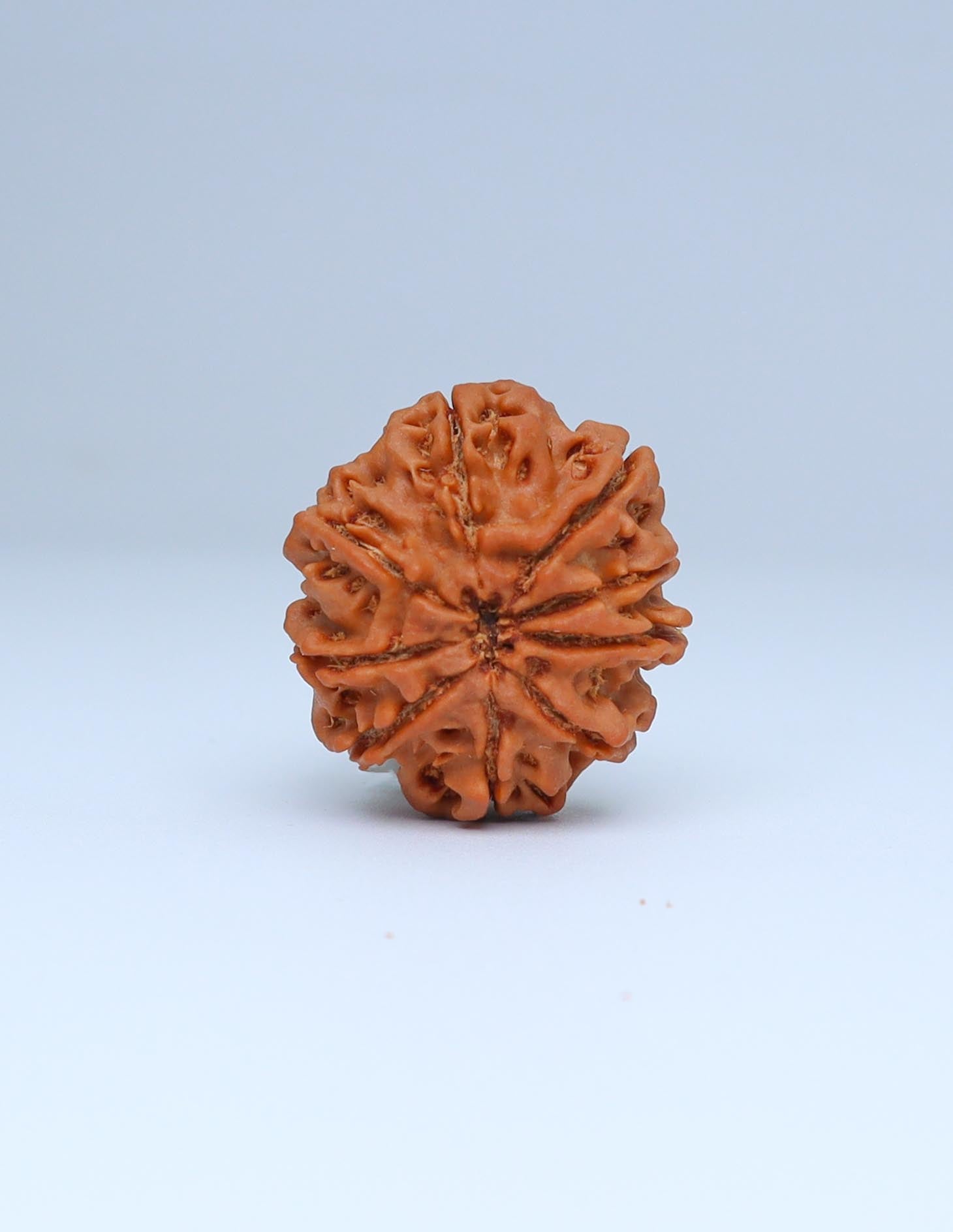 9 Mukhi Nepali Rudraksha