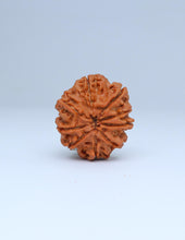 9 Mukhi Nepali Rudraksha